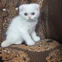 گربه