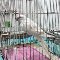 طوطیآلبینو