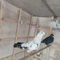 کبوتر گرفته