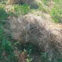 یونجه تازه در باغ بفروش میرسد