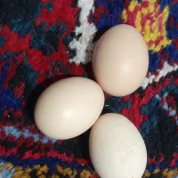 تخم مرغ  برهما از نژاد  برتر