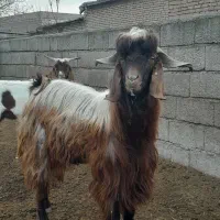 تکه|حیوانات مزرعه|کلاله, |دیوار