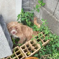 سگ شیتزو اصل