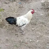 جوجه‌خروس
