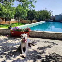 پانسیون سگ ، نگهداری سگ|خدمات پیشه و مهارت|هشتگرد, شهرک صنعتی هشتگرد|دیوار