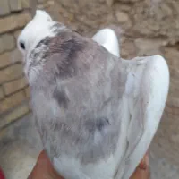 کفتر طوقی هفت رنگ|پرنده|اهواز, کوی طلاب|دیوار