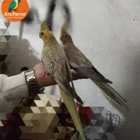 عروس هلندی های فول رام