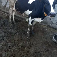 گاو و گوساله پنچ ماه