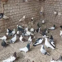 کفتر