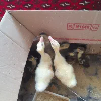 جوجه غاز اوکراینی وجوجه اوردک روسی محلدورک