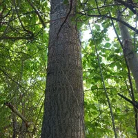 خریدار همه نوع درخت|خدمات باغبانی و درختکاری|مشگین شهر, |دیوار