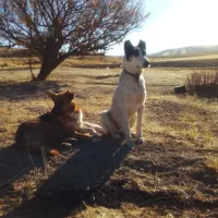 توله‌دورگ‌پژدر