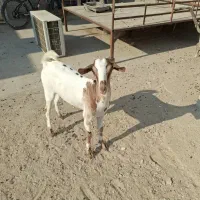 فروش دو عدد کهره ماده|حیوانات مزرعه|درگهان, |دیوار