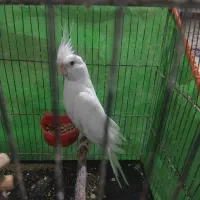 عروس هلندی ماده فروشی