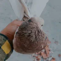 کبوتر پرشی کفتر|پرنده|اسلام‌شهر, شهرک احمدیه|دیوار