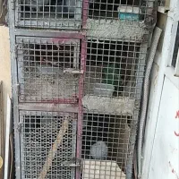 کبوتر وگنجه فلزی