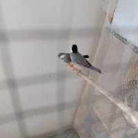 فنچ نرگسی مولد