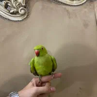 ملنگو