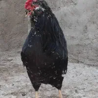 تخم مرغ گلین نطفه دار اصلاح شده