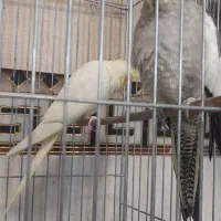 عروس هلندی|پرنده|ری, اقدسیه|دیوار