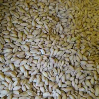 بذر گندم کوهدشت