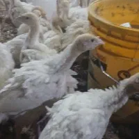 جوجه بوقلمون بیوتی۶