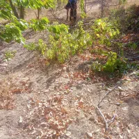 خریدار چوب درخت گردو تیر سقف خانه   چنار صنوبر|خدمات باغبانی و درختکاری|ساوه, |دیوار