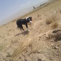 سگ ده ماهه|سگ|نورآباد ممسنی, |دیوار