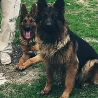 ژرمن شیپرد اصیل