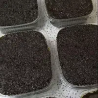 سبزی سرخ کرده|خوردنی و آشامیدنی|رشت, پل تالشان|دیوار