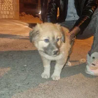 سگ پاکوتاه دستی ۶ماهه