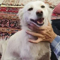 پیدا شده|حیوانات|شیراز, ستارخان|دیوار