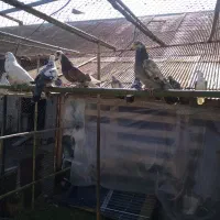 کبوتر|پرنده|رشت, حومه رشت|دیوار