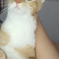 گربه|گربه|رشت, حمیدیان|دیوار