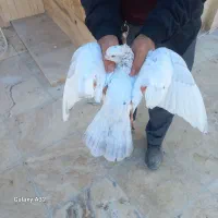 سار نر پرش سنگین بوم بلند داداش به جیبت|پرنده|مشهد, چهارچشمه|دیوار