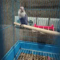 کوتوله برزیلی