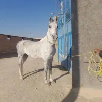 مادیون کرد فروشی