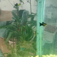 ماهی|ماهی|تربت‌حیدریه, سرمحله|دیوار