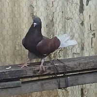 کبوتر فوری|پرنده|ساری, |دیوار