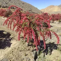 فروش نهال زرشک بی دانه یا پفکی.