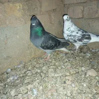 کبوتر