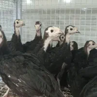 جوجه بوقلمون وارداتی