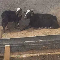 گوسفندجنس دار