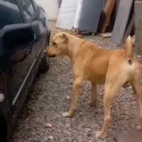 سگ نژاد دار|سگ|مشهد, طبرسی شمالی|دیوار