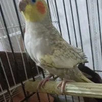 عروس پاریس یاهمون عروس هلندی|پرنده|کارون, |دیوار