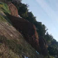 کود حیوانی تمیز وارگانیک