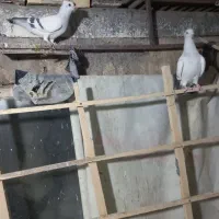 شامی کاکلی ساده کاکلی سینه سبزه|پرنده|مشهد, قائم|دیوار