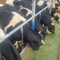 گوساله نر پروار