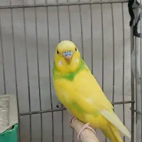 مرغ عشق بالغ مولد