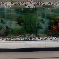 آکواریوم بزرگ سالم|ماهی|تایباد, |دیوار